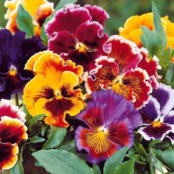 Hạt Giống Hoa Pansy Kép Mix 50 Hạt