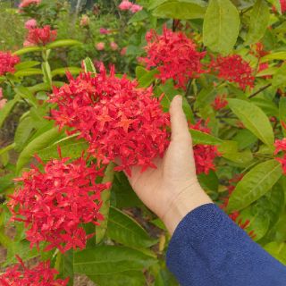Cây giống mẫu đơn có màu đỏ..vàng. Cam.Hồng