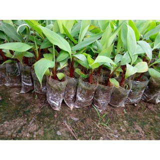 Combo 5 CÂY GIỐNG CHUỐI ĐỎ DACCA 70K