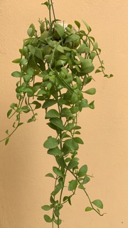 Cây lan hạt dưa