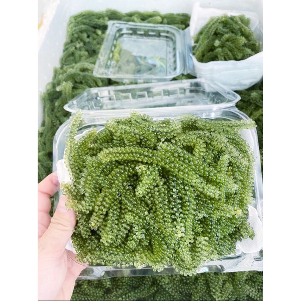 Rong nho tươi 1kg-