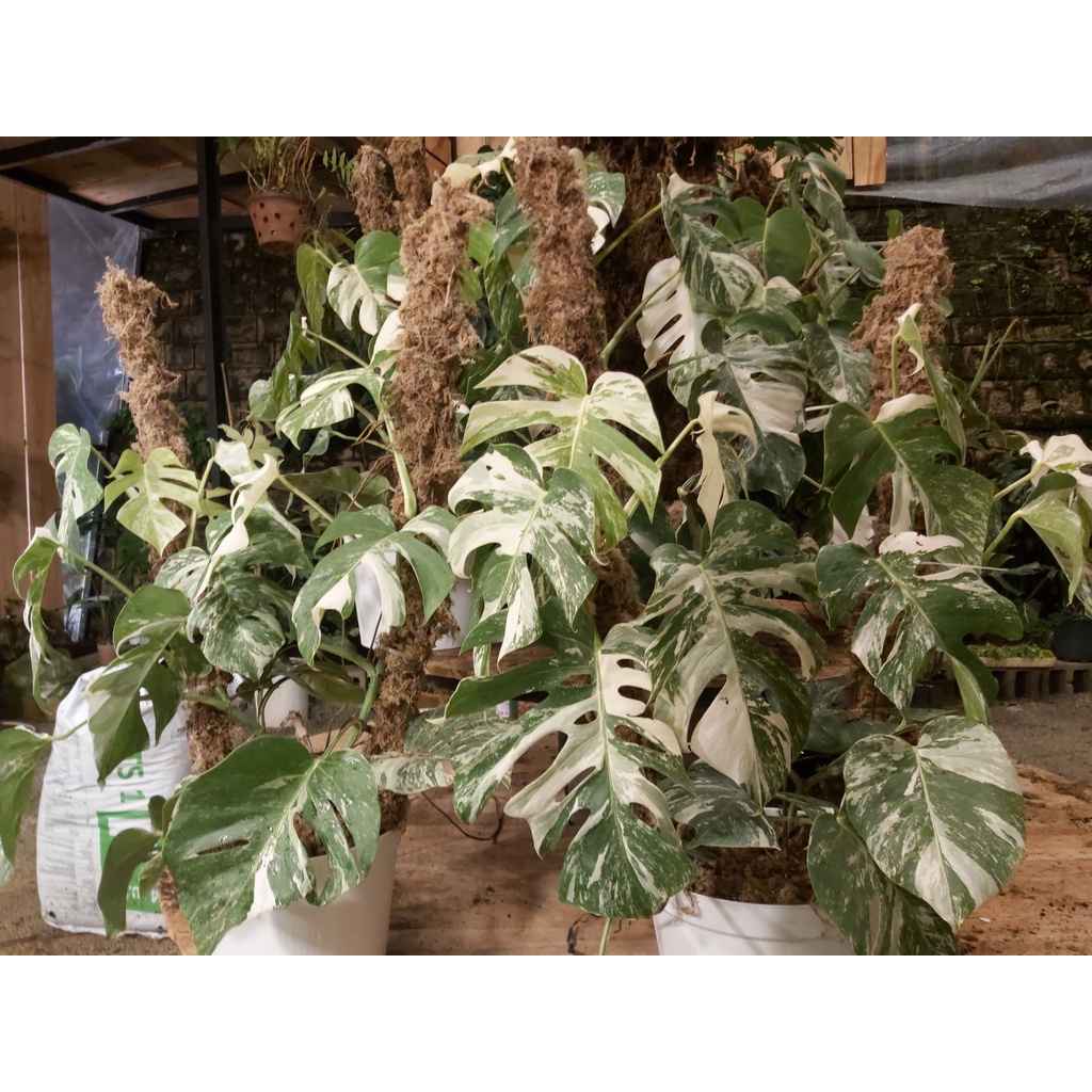 Giá thể kiểng lá cao cấp 2kg thông thoáng cho rễ phát triển chuyên dụng trồng cây kiểng lá cây cảnh indoor
