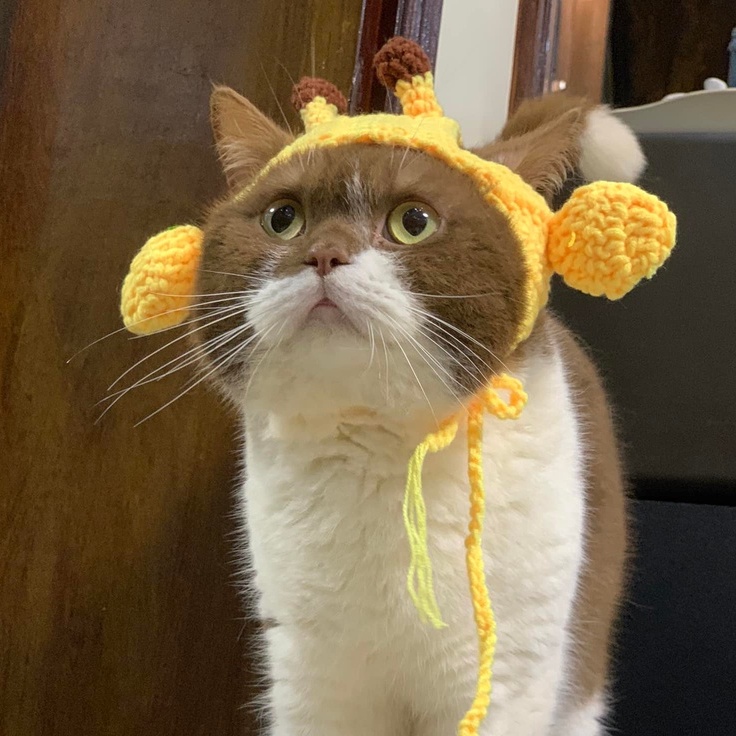 Mũ/nón phụ kiện móc len cho chó mèo cosplay con sâu
