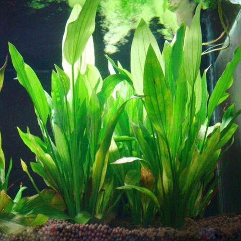 Cây Nhựa Nhân Tạo Trang Trí Bể Cá 15cm