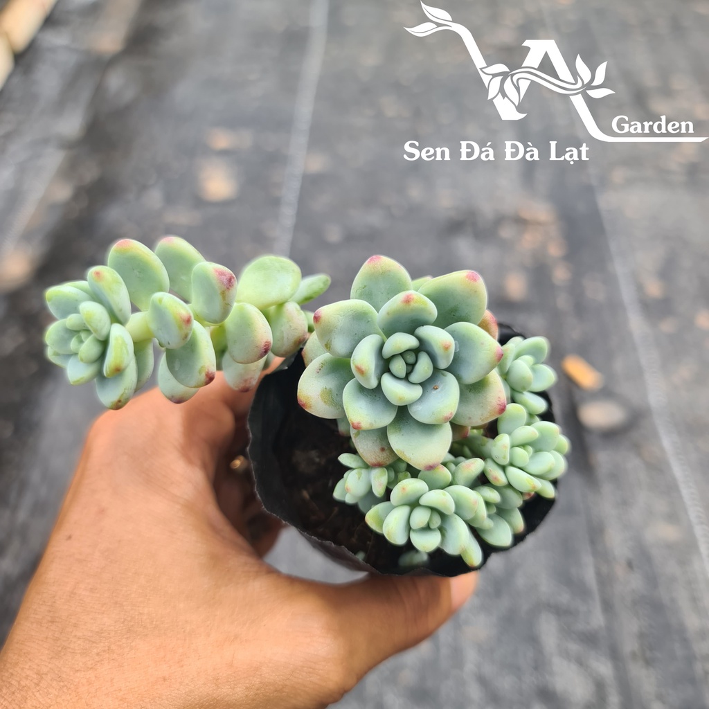 Sen Đá THIÊN THANH size bầu 5-8cm VA Garden - lỗi 1 đổi 1