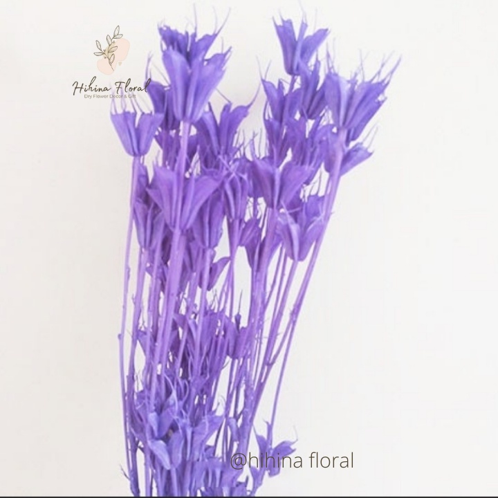 Hoa Khô Nigella Hoa Bát Giác Dùng Decor Trang Trí