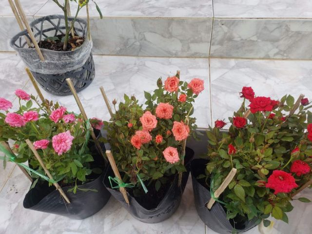 Cây Hồng Tỉ Muội