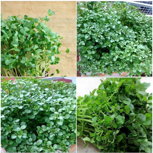 hạt giống Mầm cải xoong