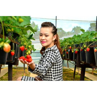 Hạt Giống Dâu Tây Đỏ