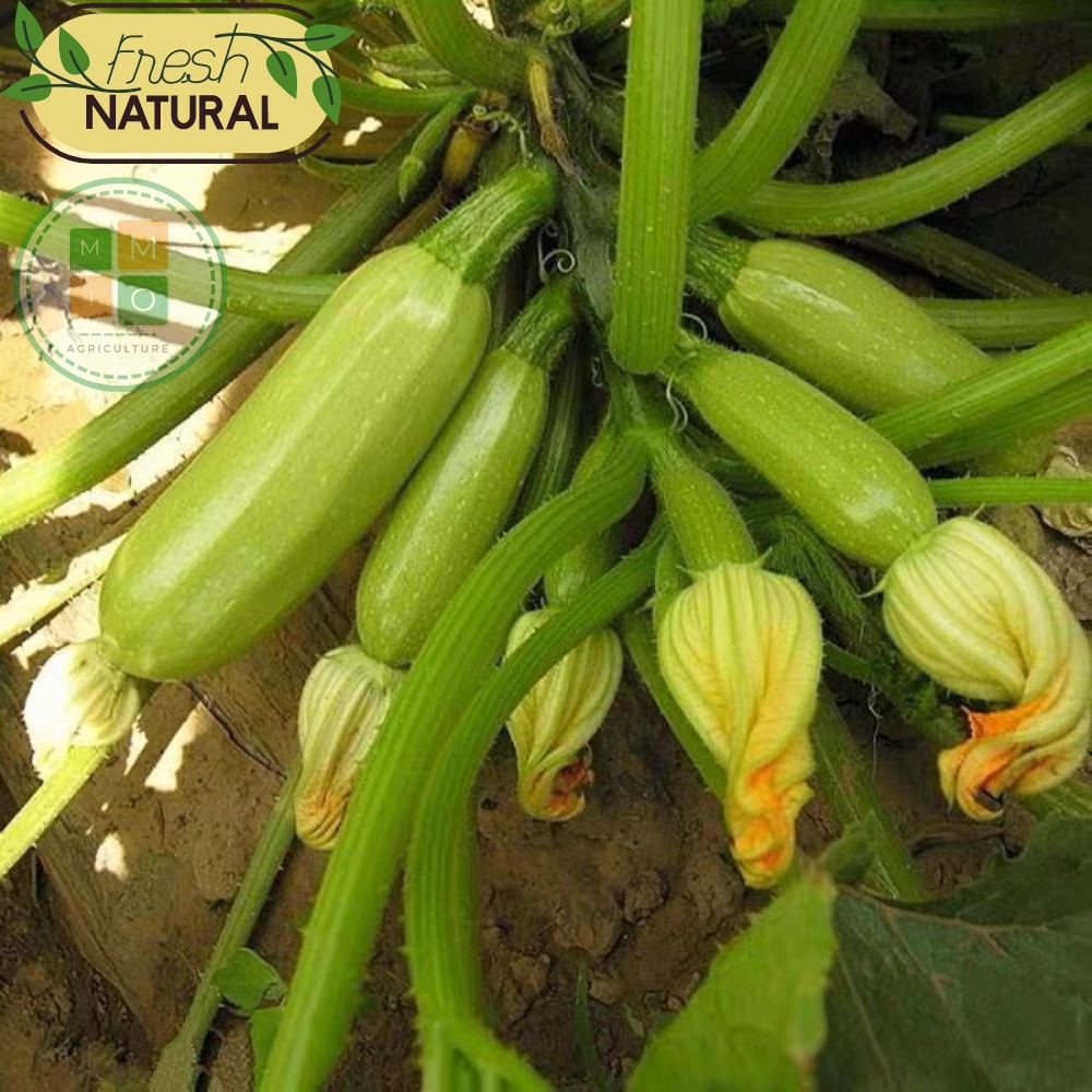 Hạt giống bí ngòi, bí ngồi xanh thơm ngon