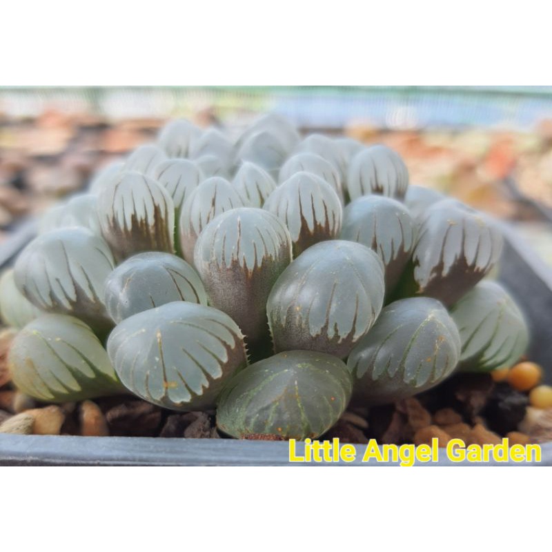 Sen đá kim cương | Haworthia Cooperi &quot;Dodson Obtusa&quot;