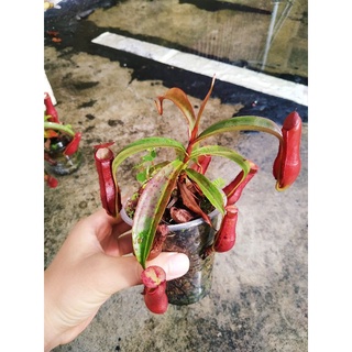 nắp ấm mira x gra size trung