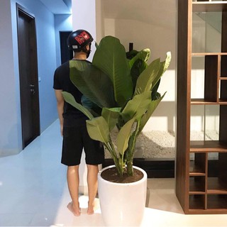 Cây Đại Phú Gia ( chưa gồm chậu )