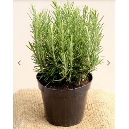 HẠT GIỐNG HƯƠNG THẢO ROSEMARY TỈ LỆ NẢY MẦM TRÊN 90%