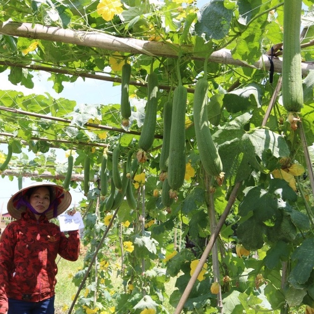 Hạt Giống Mướp Hương Quả Ngắn Thái Lan