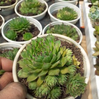 Sen phật bà trung