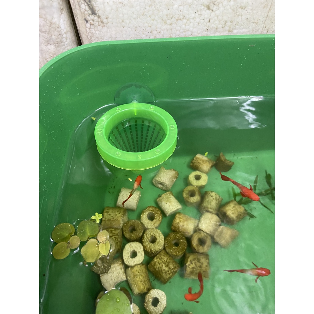 Phễu đựng trùn cho cá guppy