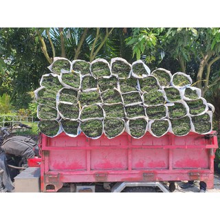 Cỏ nhung nhật, cỏ lót thảm