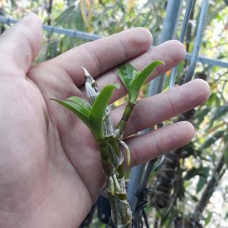 Kie phi điệp mắt đỏ phân thùy cực phê