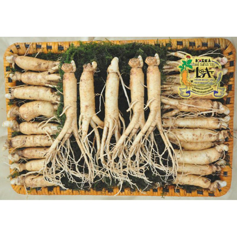 [Linh Anh chuyên cung cấp sp HanQuoc] Nhân sâm tươi Hàn Quốc  bán lẻ 99k /1củ   size Sâm  8 củ/1kg size Sâm10~40củ/1kg