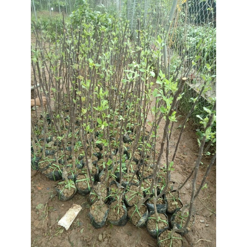 lựu đỏ ấn độ