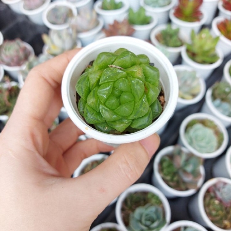 Sen đá ngọc tròn 3-4cm