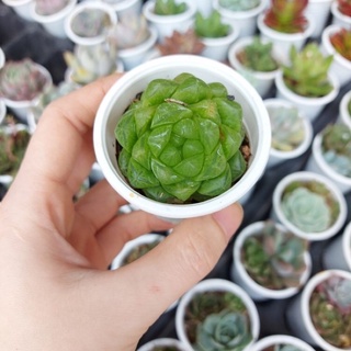 Sen đá ngọc tròn 3-4cm