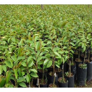 Cây Sầu Riêng Ri6 Hạt Lép .
