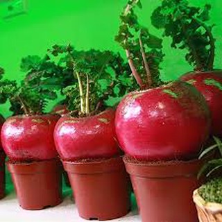 HẠT GIỐNG CỦ CẢI ĐỎ KHỔNG LỒ GÓI 100 HẠT