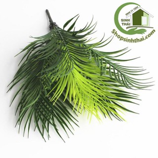 Bụi cây dừa - bụi lá dừa giả cao 50cm