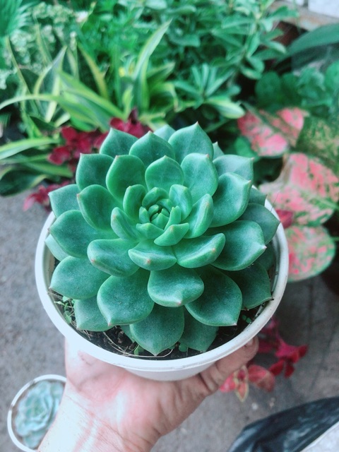 Sen Đá Bánh Bao Xanh