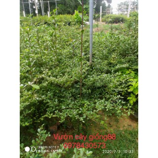 Cây Bàng Đài Loan giống chuẩn