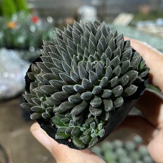 SEN ĐÁ NHÍM ĐEN🌵SIZE10CM🌵SIZE TRUNG 🌵SEN ĐÀ LAT🌵THUẤN SỨ NÓNG🌵FREESHIP🌵1 ĐỔI 1