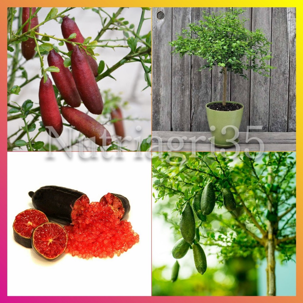 Cây Giống Chanh Ngón Tay Úc - Cây Giống Chanh Trứng Cá Bổ dưỡng Vị Cực Ngon_Giống Bến Tre