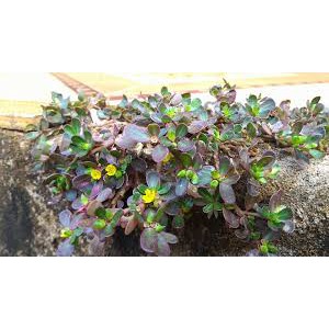 Hạt giống sâm đất  - 0.5 gr