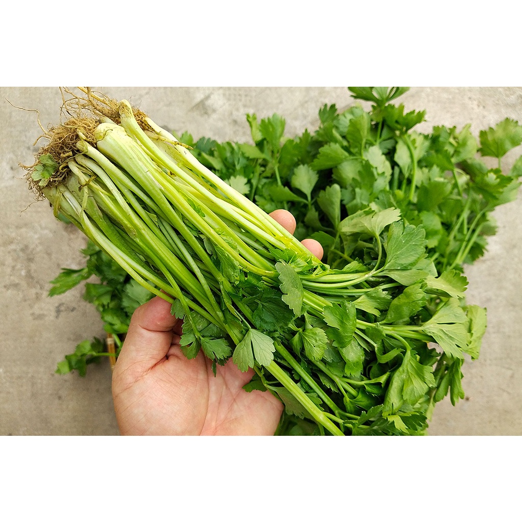 HẠT GIỐNG RAU CẦN LÁ XANH  - GÓI 10 GRAM