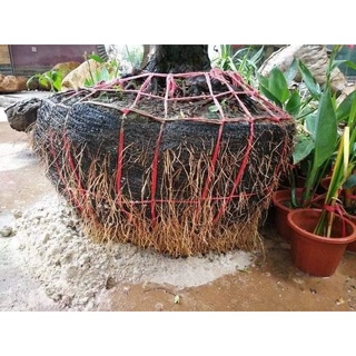 Siêu phẩm kích rễ (siêu ra rễ)
