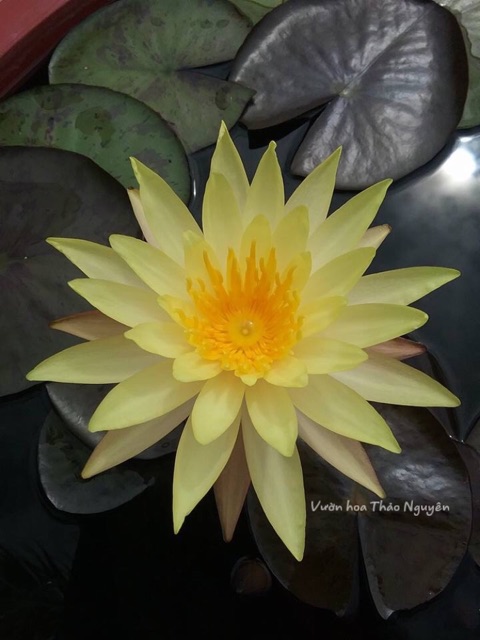 Combo 4 cây Hoa súng Thái Lan