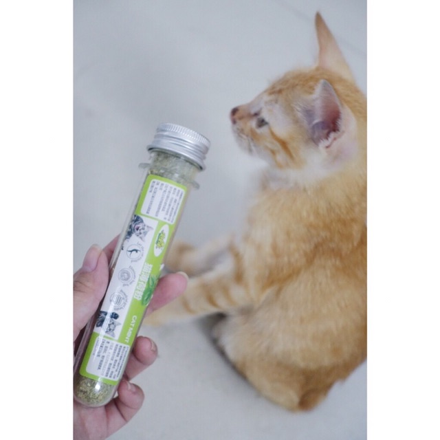 Catnip bạc hà "Cỏ" cho quàng thượng phê pha - ống 10g