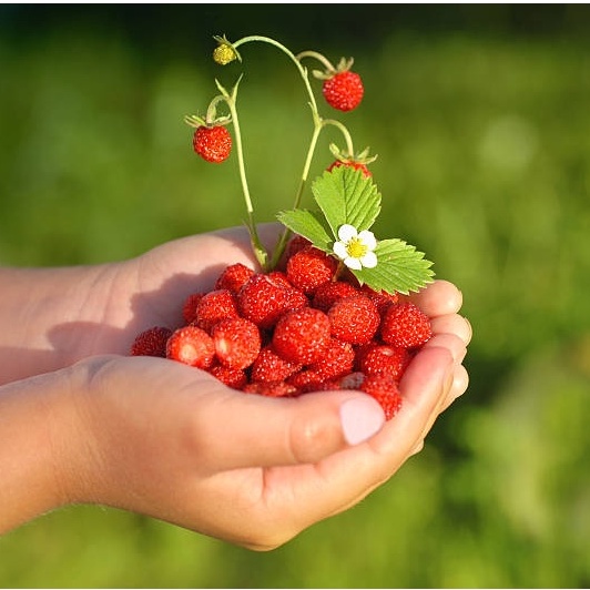 50 Hạt Giống Dâu Tây Mỹ Rugen Siêu Ngon