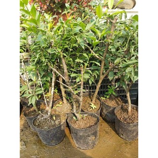 Cây giống mận hậu mộc châu