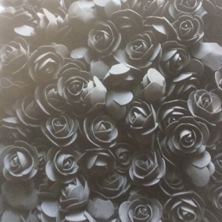 Hoa hồng xốp màu đen 100 bông