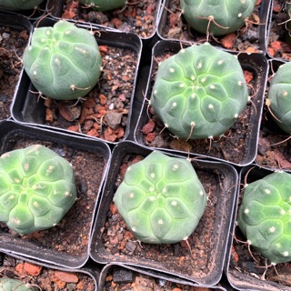 XƯƠNG RỒNG MATUCANA chậu 5cm