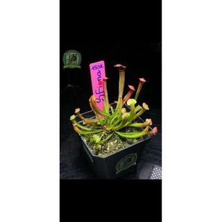Cây Hố Bẫy - Sarracenia Fiona tại Hắc Tê-Exotic Garden