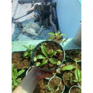 nắp ấm hook mini