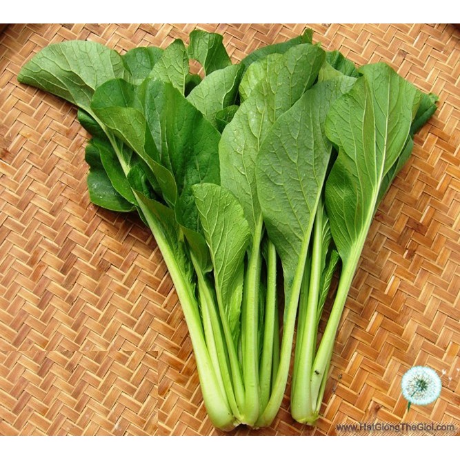 100Gr Hạt Giống Cải Ngọt (A3.301| Y10*W24)