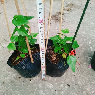 Cây Sương Sâm Lá Trơn