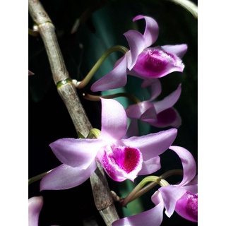 Phi điệp hòa bình ươm tự nhiên