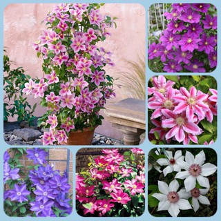 combo 4 củ hoa leo ông lão-củ giống - CGLOL