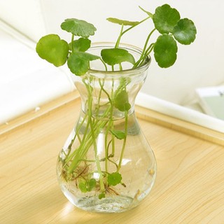 LY THỦY TINH MIỆNG LOE (LY TIÊN ÔNG) 350ML ĐỰNG SINH TỐ, DECOR, TRỒNG CÂY, TRANG TRÍ